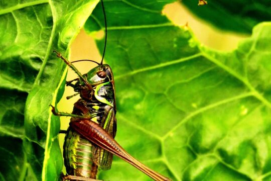 Haryana's Green Leap