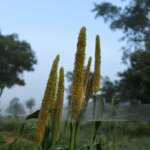 Chhattisgarh’s Millet Push