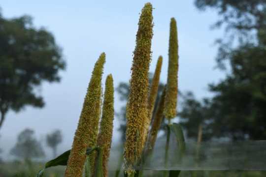 Chhattisgarh’s Millet Push