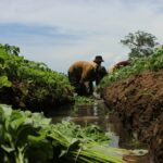 Farmers in Gujarat Embrace Drip Irrigation to Tackle Water Scarcity