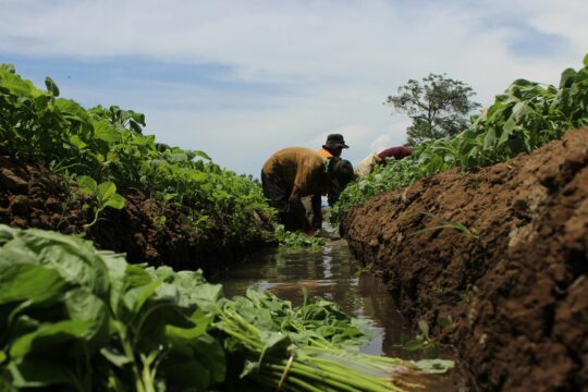 Farmers in Gujarat Embrace Drip Irrigation to Tackle Water Scarcity